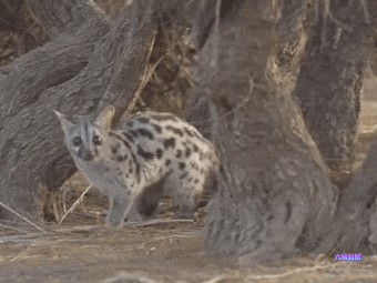 像猫又像狐狸但又不是猫或狐罕见小灵猫首次现身中山森林公园