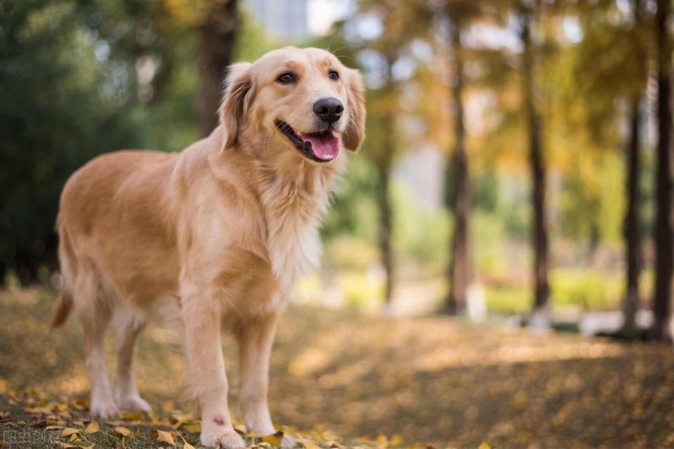 金毛犬毛发粗糙没有光泽怎么办