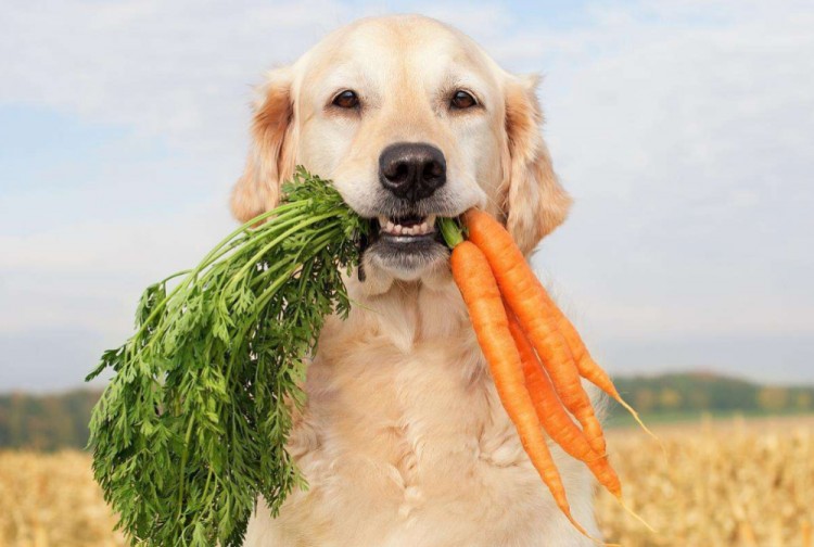 金毛犬毛发粗糙没有光泽怎么办