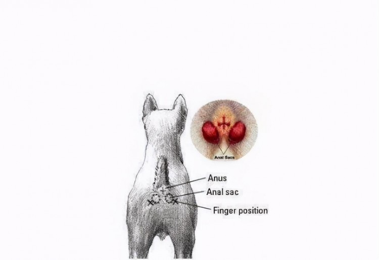不挤肛门腺的狗狗容易出现这几种情况希望你家狗狗没有