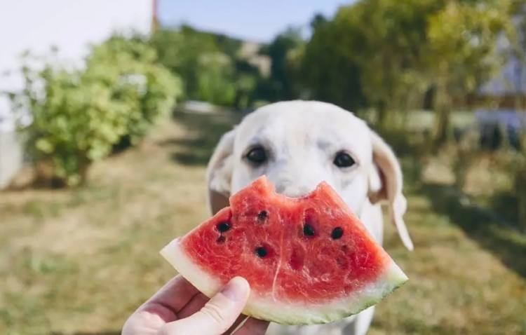 狗狗眼屎特别多怎么办