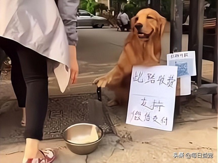 金毛手拿菜刀在小区门口当劫匪看到牌子后笑喷了