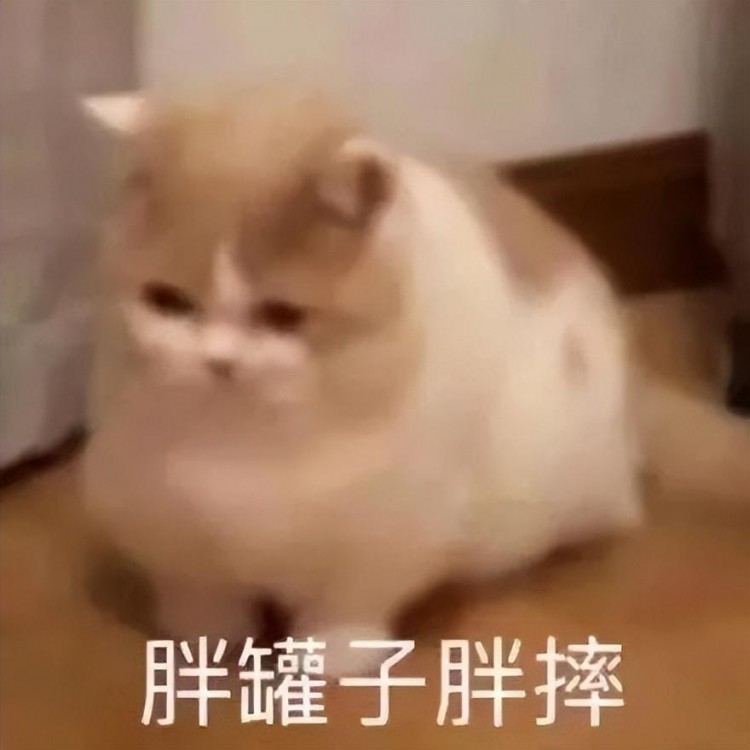 有的猫在代孕有的猫被取卵