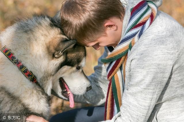 想养阿拉斯加犬就必须承受的6大伤害！