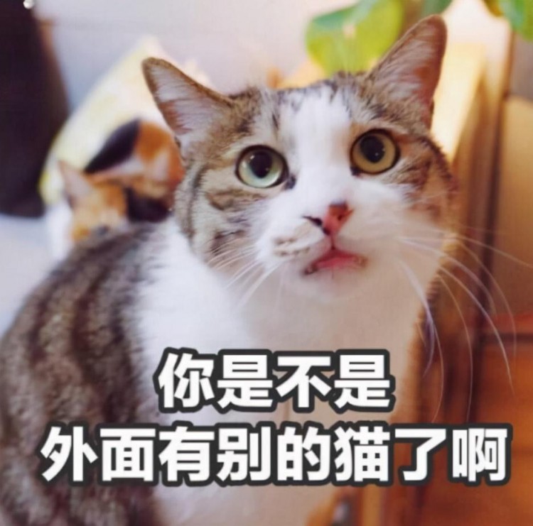 一只猫对你“翻肚皮”，就是信任你？那你就错了