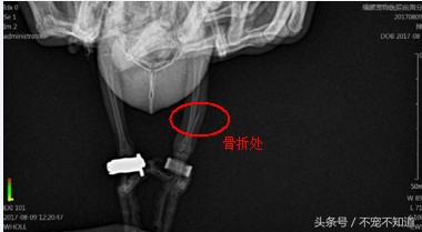 太阳鹦鹉遇上巴哥后获重生