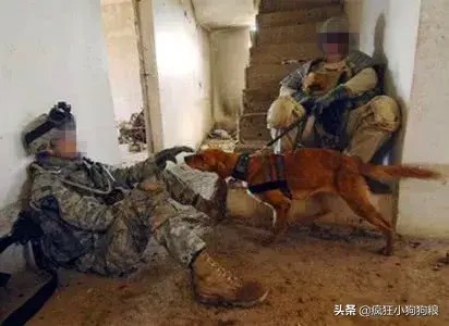 军犬患病被执行安乐死，退役女兵将其救下，原因令人感动不已