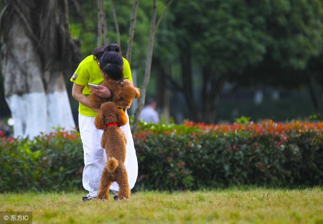 泰迪成为最常见的家犬凭什么