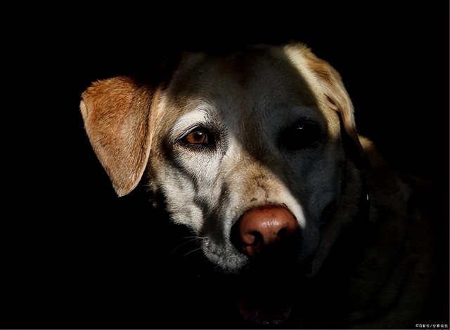 什么是最适合家养的中大型犬？真正的答案恐怕超出了你的预期